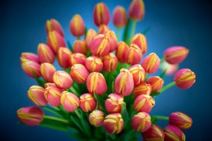 Blumenstrauß aus rot-gelb tanzenden Tulpen in Nahaufnahme