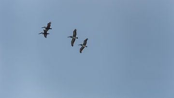 USA, Florida, Vier mooie bruine pelikaanvogels vliegen in de lucht van adventure-photos