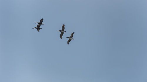 USA, Florida, Vier mooie bruine pelikaanvogels vliegen in de lucht