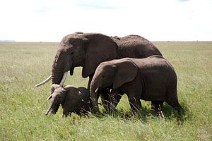 Familie olifant sur Paul Riedstra