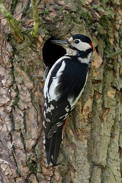 Great spotted woodpecker in front of its nest hole by wunderbare Erde