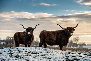 Les Highlanders écossais dans la neige
