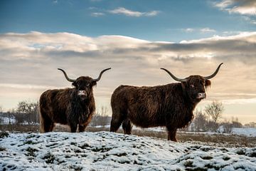Schotse Hooglanders in de sneeuw