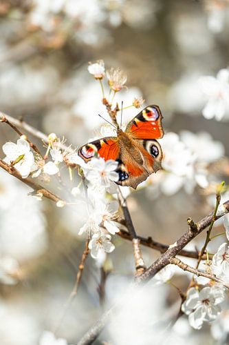 Voorjaarsvlucht Dagpauwoog tussen de Lentebloesem Vlinder