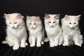 Ragdoll kittens by Karin Riethoven