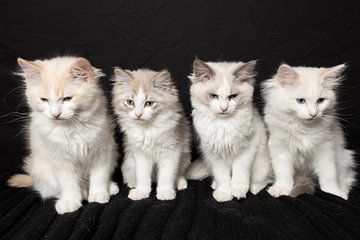 Ragdoll kittens van Karin Riethoven