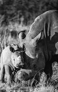 Rhinozeros mit Baby