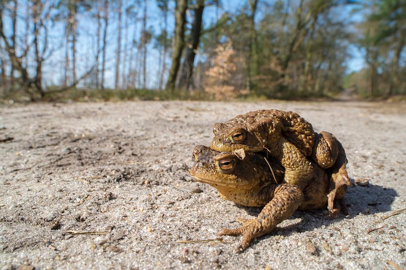 Toads walk towards the pond to mate. by Thijs van den Burg