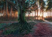 Bakkeveen Friesland by Edwin Kooren thumbnail