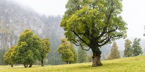 Ahornbäume im Herbst