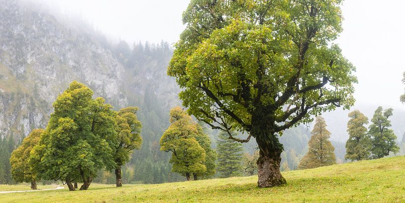 Érables en automne par Walter G. Allgöwer