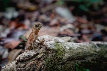 Aventure dans la jungle - (Lézard des arbres à Ao Nang, Krabi, Thaïlande) sur Raymond Gerritsen