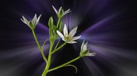 Ornithogalum umbellatum - called Star of Bethlehem against an abstract background