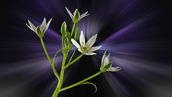 Ornithogalum umbellatum - genannt Stern von Bethlehem vor einem abstrakten Hintergrund