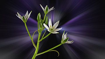 Ornithogalum umbellatum - genaamd Ster van Bethlehem tegen een abstracte achtergrond van Harry Adam