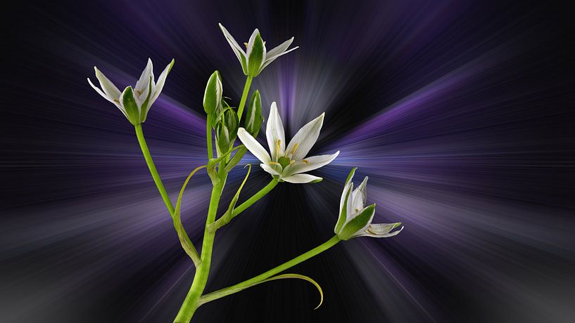 Ornithogalum umbellatum - appelé étoile de Bethléem sur un fond abstrait par Harry Adam