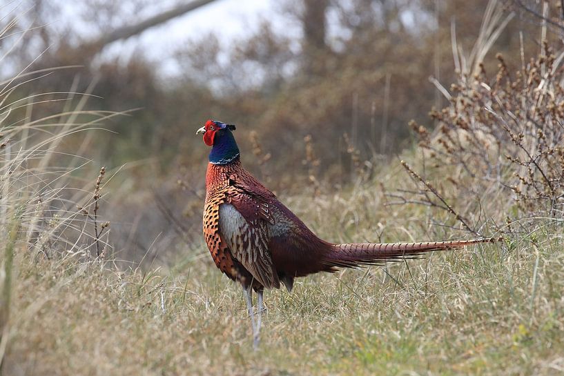 Fasan Texel Holland von Frank Fichtmüller