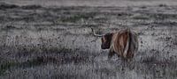 Highland cattle on the heath