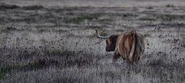 Un bovin Highland dans la lande sur Sonja Foerster-Odenthal