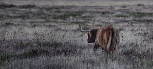 Un bovin Highland dans la lande