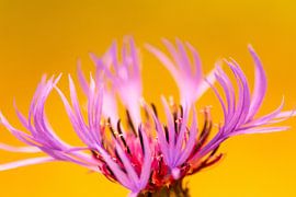 High-contrast flower portrait of a pink blossom against a yellow-orange background in summer by Your Happy Life