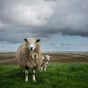 Schafe auf dem Groninger Waddendijk von Bo Scheeringa Photography