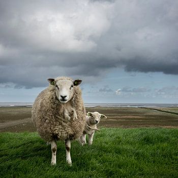 Schafe auf dem Groninger Waddendijk
