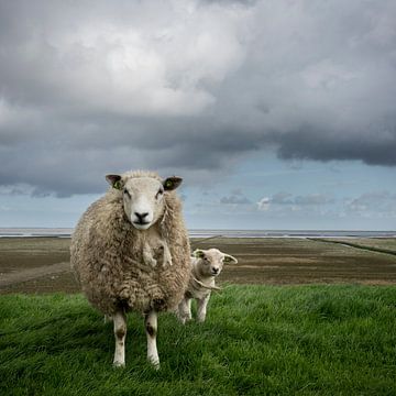 Moutons sur le Waddendijk de Groningen sur Bo Scheeringa Photography
