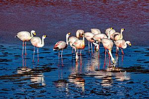 Die Flamingos der Laguna Colorada