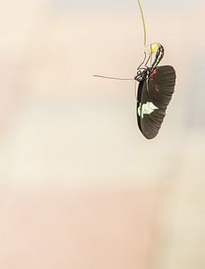 Papillon sur Hennie Zeij