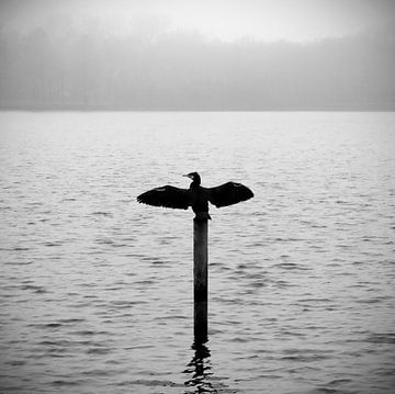 Cormoran sur un lac dans le brouillard du matin | moody noir et blanc sur ellenklikt