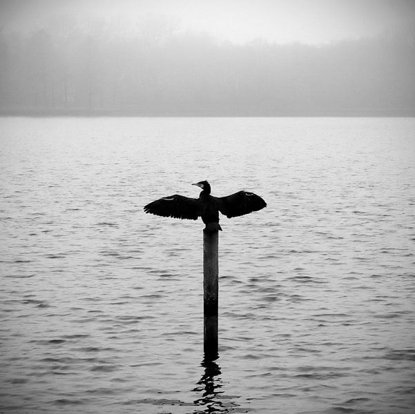 Kormoran am See im Morgennebel | stimmungsvoll schwarz-weiß von ellenklikt