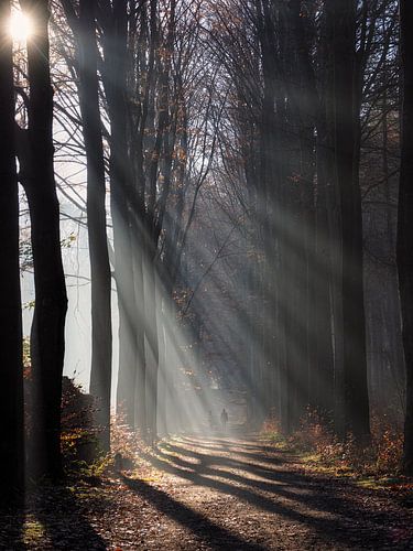 Wandelen op een herfstochtend.