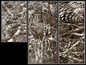 Woodland Finds Sepia Triptych by Dorothy Berry-Lound