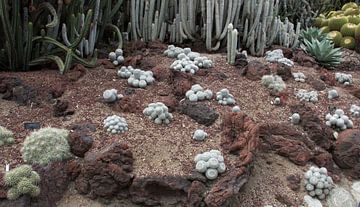 Cactussen in woestijn tuin Huntington Gardens van Henk Alblas