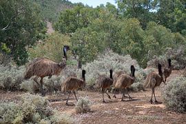 Guiding the emu chicks by Frank's Awesome Travels