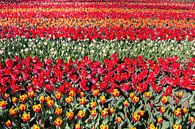 Bloemenveld met rijen rode tulpen van Ben Schonewille thumbnail