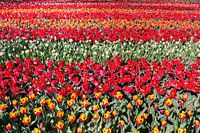 Tulip field with rows of red tulips in park Keukenhof Holland
