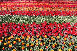 Bloemenveld met rijen rode tulpen
