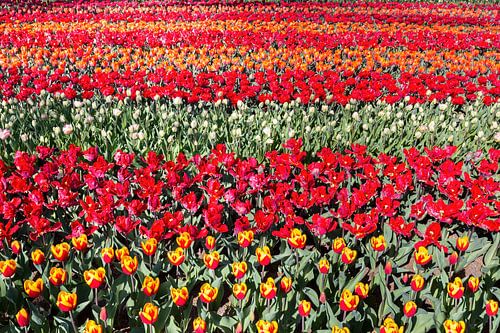 Tulip field with rows of red tulips in park Keukenhof Holland