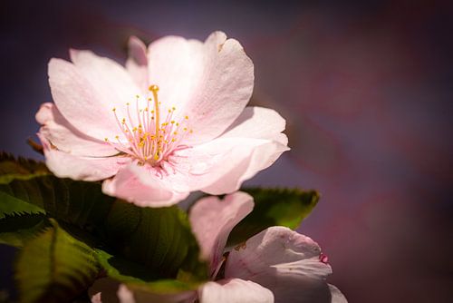 Macro roze bloesem kersenboom in de lente met bokeh