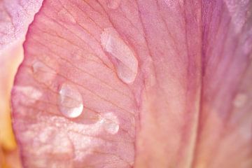 Roze iris bloemblad met waterdruppels van Iris Holzer Richardson
