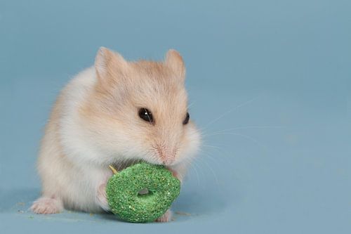 Baby Campbelli dwerghamster aan het eten - Cutie Pie
