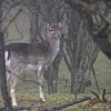 Petit cerf dans les dunes d'approvisionnement en eau d'Amsterdam sur Miranda Vleerlaag