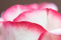 Feuilles de la couronne d'une rose.