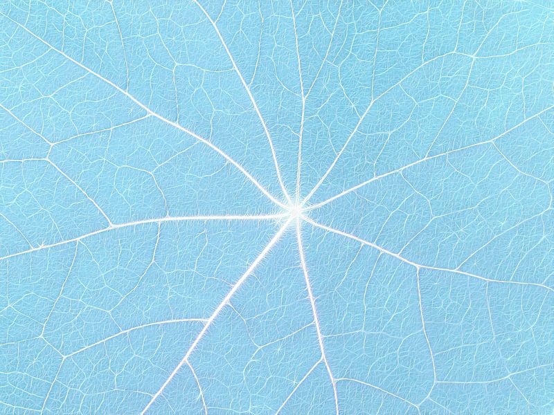 Beautiful Blue (Blattadern in Pastellblau) von Caroline Lichthart