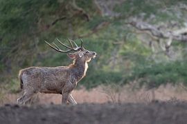 A Timor deer explores the area by Anges van der Logt