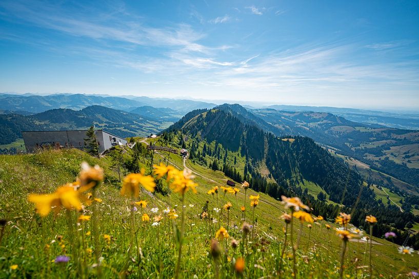 Flowery view from the Hochgrat towards Lake Constance by Leo Schindzielorz