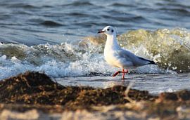 Fußspuren am Meer von Ramona Peter