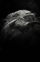 Mother's love